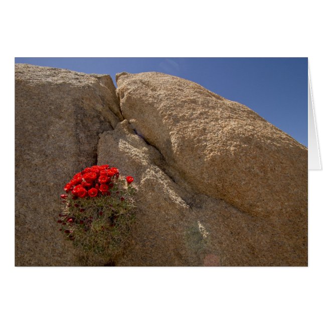 Claret cup of Mojave Mound cactus in bloom (Voorkant Horizontaal)
