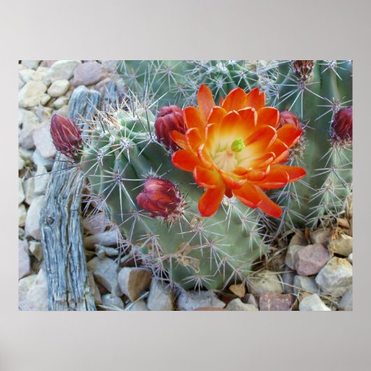 Claret Cup Poster (Voorkant)