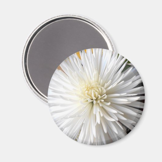 Claricia Magneet (Voorkant / Achterkant)