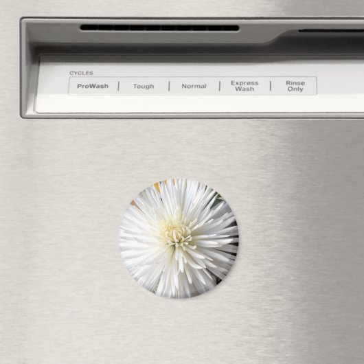 Claricia Magneet (Insitu (Vaatwasser))