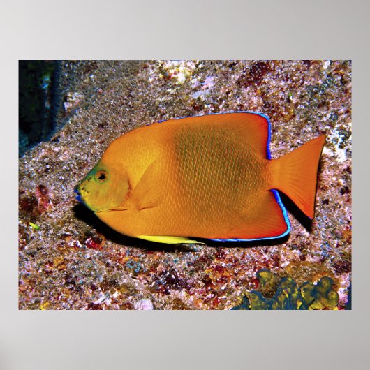 Clarion Angelfish Poster (Voorkant)