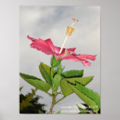 Clarion Poster (Voorkant)