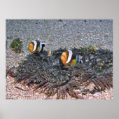 Clarke's Anenomefish Poster (Voorkant)