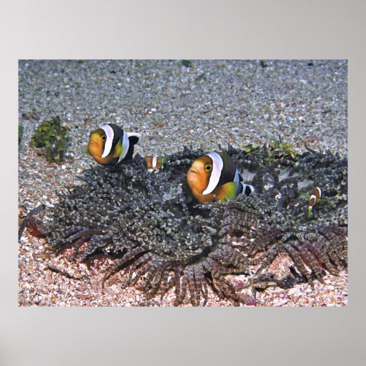 Clarke's Anenomefish Poster (Voorkant)