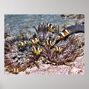 Clarke's familie Anenomefish Poster