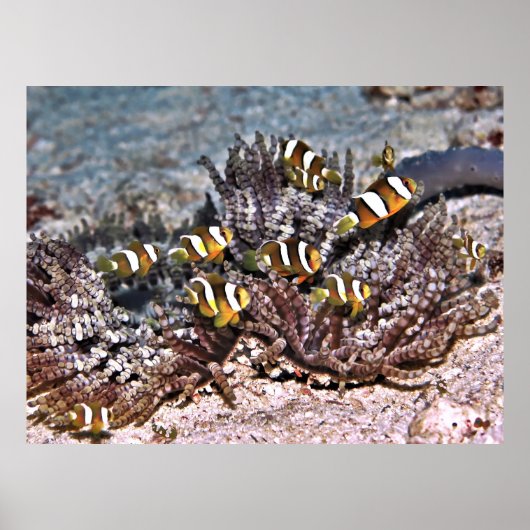 Clarke's familie Anenomefish Poster (Voorkant)
