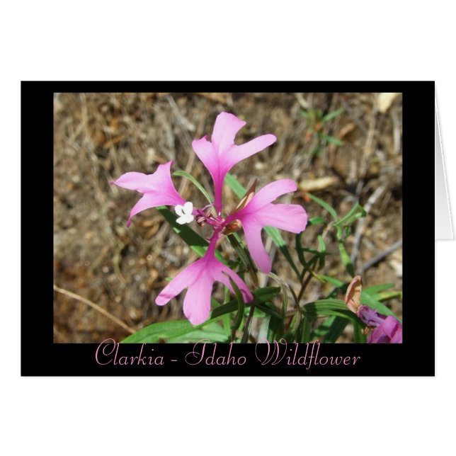 Clarkia - Idaho Wildflower (blanco kaart) (Voorkant Horizontaal)