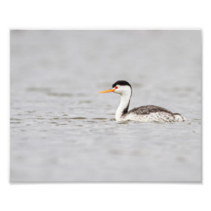 Clark's Grebe op een kalm meer Foto Afdruk