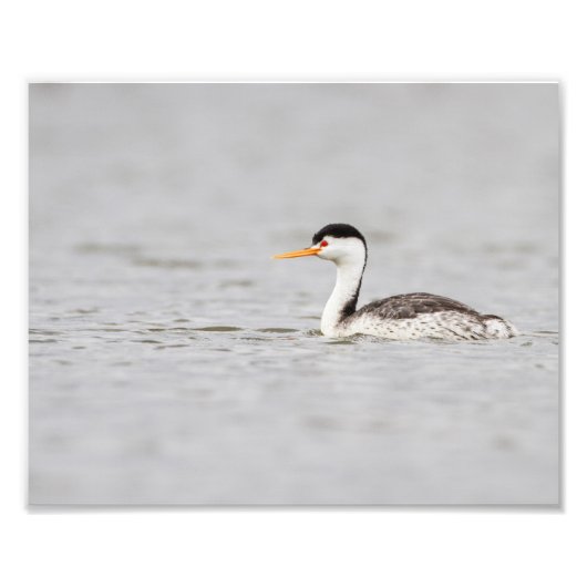 Clark's Grebe op een kalm meer Foto Afdruk (Voorkant)
