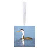 Clark's Grebe Painting - Oorspronkelijke vogelkuns Decoratie (Rechts)