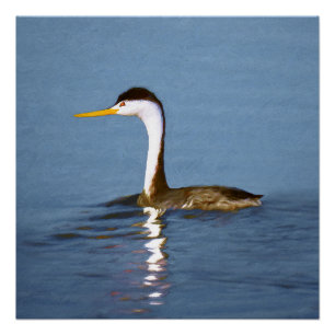 Clark's Grebe Painting - Oorspronkelijke vogelkuns Perfect Poster