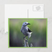 Clark's nootkraker briefkaart (Voorkant / Achterkant)