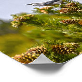 Clark's Notenkraker in Rocky Mountain National Par Poster (Hoek)