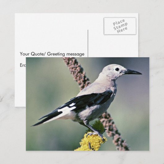 Clark's Nutkraker Briefkaart (Voorkant / Achterkant)