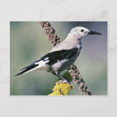 Clark's Nutkraker Briefkaart (Voorkant)