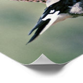 Clark's Nutkraker Poster (Hoek)