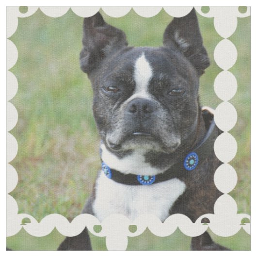 Classic Boston Terrier Dog Stof (Close Up)