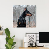 Classic Doberman afbeelding Poster (Thuiskantoor)