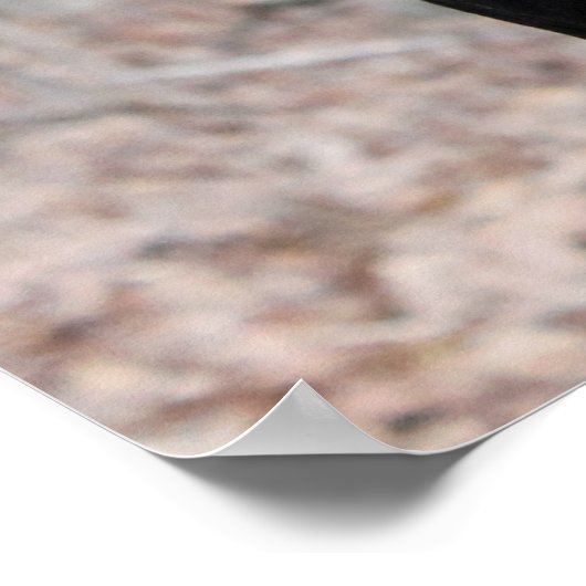 Classic Doberman afbeelding Poster (Hoek)