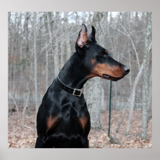 Classic Doberman afbeelding Poster (Voorkant)