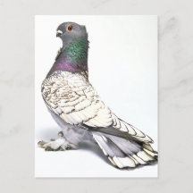 Classic Frill Pigeon Briefkaart