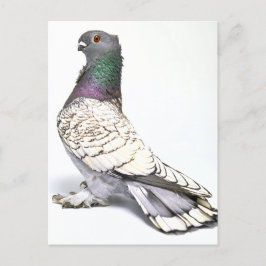 Classic Frill Pigeon Briefkaart