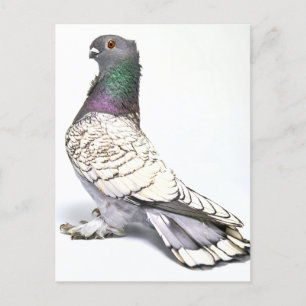 Classic Frill Pigeon Briefkaart
