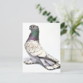 Classic Frill Pigeon Briefkaart (Staand voorkant)