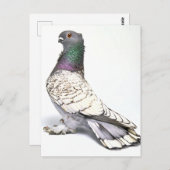 Classic Frill Pigeon Briefkaart (Voorkant / Achterkant)