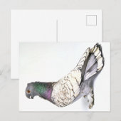 Classic Frill Pigeon Briefkaart (Voorkant / Achterkant)