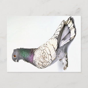 Classic Frill Pigeon Briefkaart