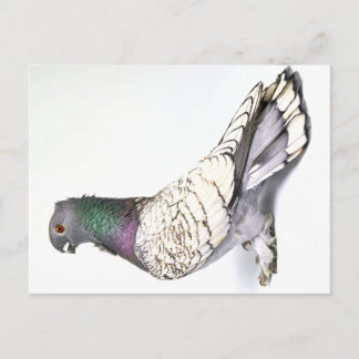 Classic Frill Pigeon Briefkaart