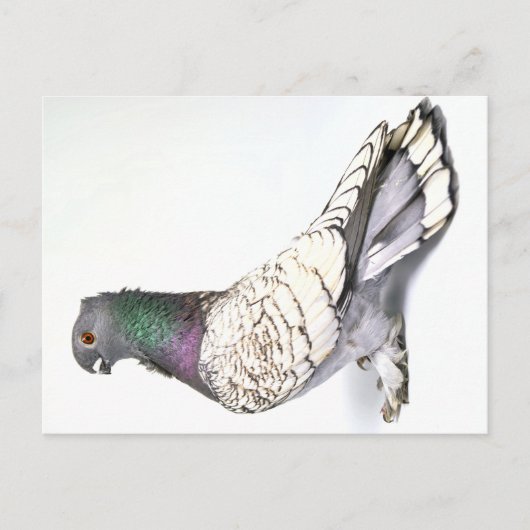 Classic Frill Pigeon Briefkaart (Voorkant)