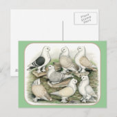 Classic Frill Pigeons Satinettes Briefkaart (Voorkant / Achterkant)