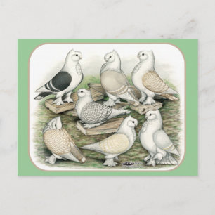 Classic Frill Pigeons Satinettes Briefkaart