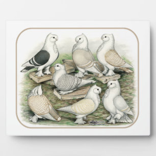 Classic Frill Pigeons Satinettes Fotoplaat