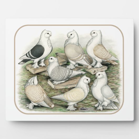 Classic Frill Pigeons Satinettes Fotoplaat (Voorkant)