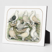 Classic Frill Pigeons Satinettes Fotoplaat (Zijkant)