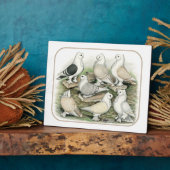 Classic Frill Pigeons Satinettes Fotoplaat (Zijkant)