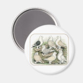 Classic Frill Pigeons Satinettes Magneet (Voorkant / Achterkant)