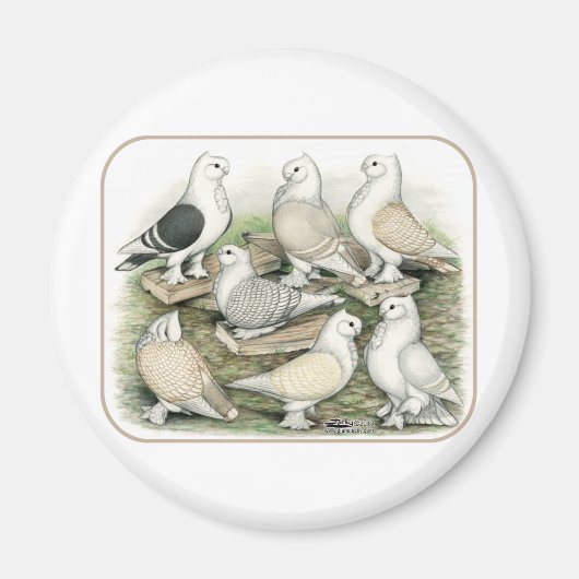 Classic Frill Pigeons Satinettes Magneet (Voorkant)