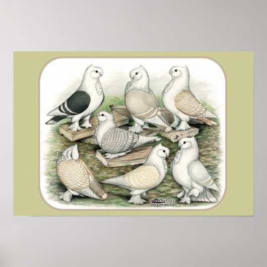 Classic Frill Pigeons Satinettes Poster (Voorkant)