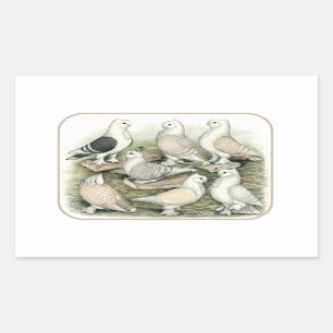 Classic Frill Pigeons Satinettes Rechthoekige Sticker