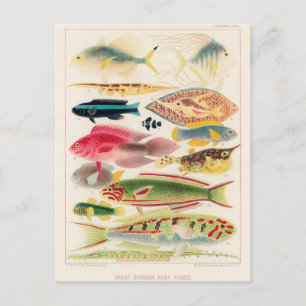 Classic Illustration Briefkaart