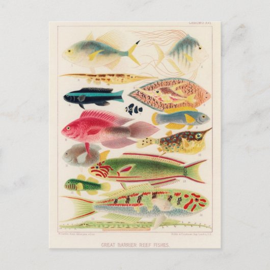 Classic Illustration Briefkaart (Voorkant)