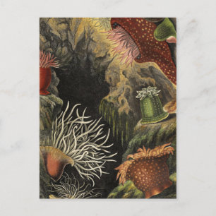 Classic Illustration Briefkaart