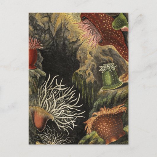 Classic Illustration Briefkaart (Voorkant)