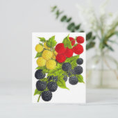 Classic Illustration Briefkaart (Staand voorkant)