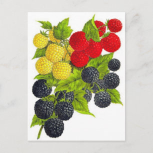 Classic Illustration Briefkaart