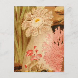 Classic Illustration Briefkaart